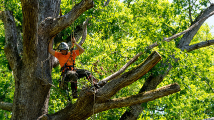 Factors That Affect the Cost of Tree Removal