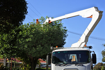 Effective Tree Removal Methods
